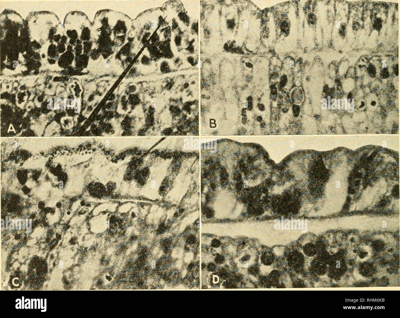 Radiation Intersititial . Biological effects of radiation; mechanism and measurement of ...