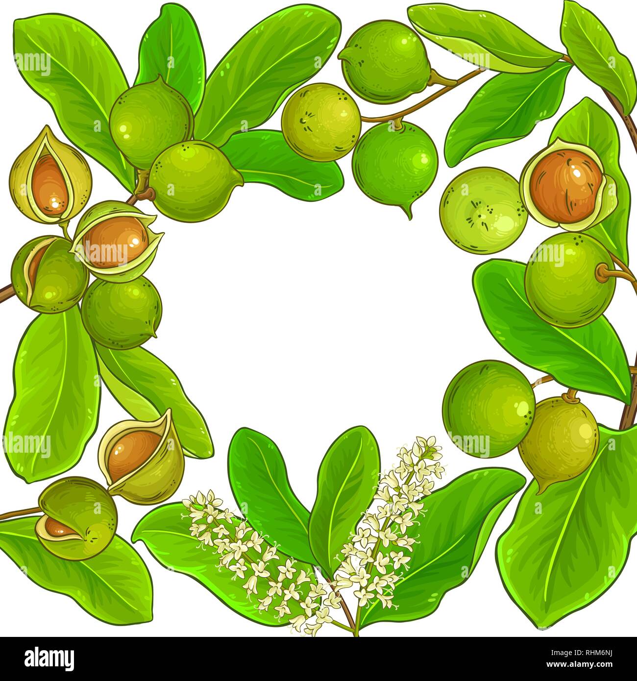 macadamia vector frame on white background Stock Vector
