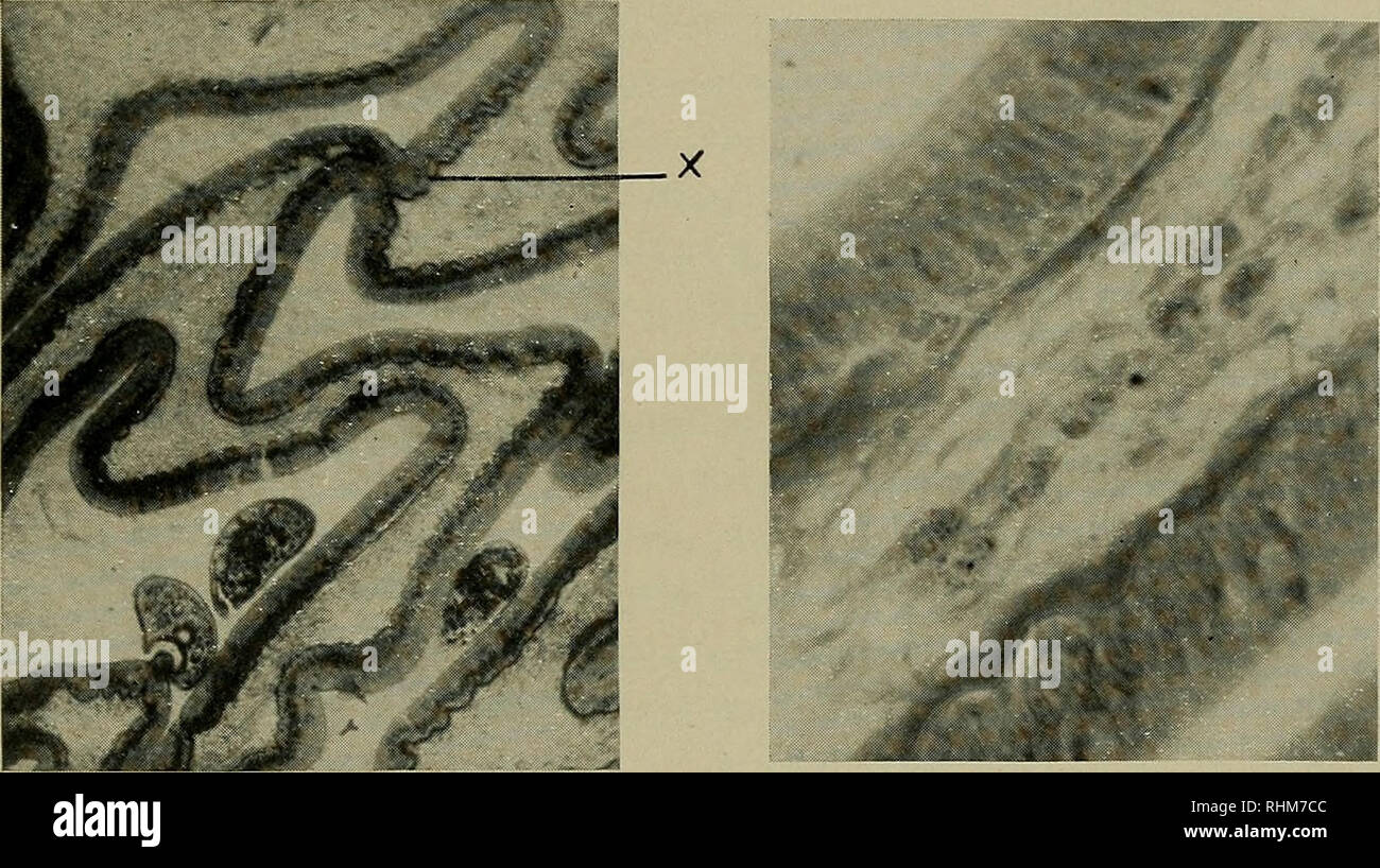 . The Biological bulletin. Biology; Zoology; Marine biology.  G  S Fig. 2. External vascular plexus from an injected specimen of Enibiofoca. Fig. 3. Internal plexus of same. Fig. 4. Intestinal rugae of Cyinatogaster, from a tangential section. The stratum granulosum is the loose layer between the epithelial folds, while the com- pactum is the darkly stained line at their base. An anastomosis between two rugse is shown at A^. Three trematodes are seen in the lumen between the rugse. X 130. Fig. 5. Section of a ruga from the rectum of Cymatogaster. S, stratum com- pactum; G, stratum granulosum w Stock Photo