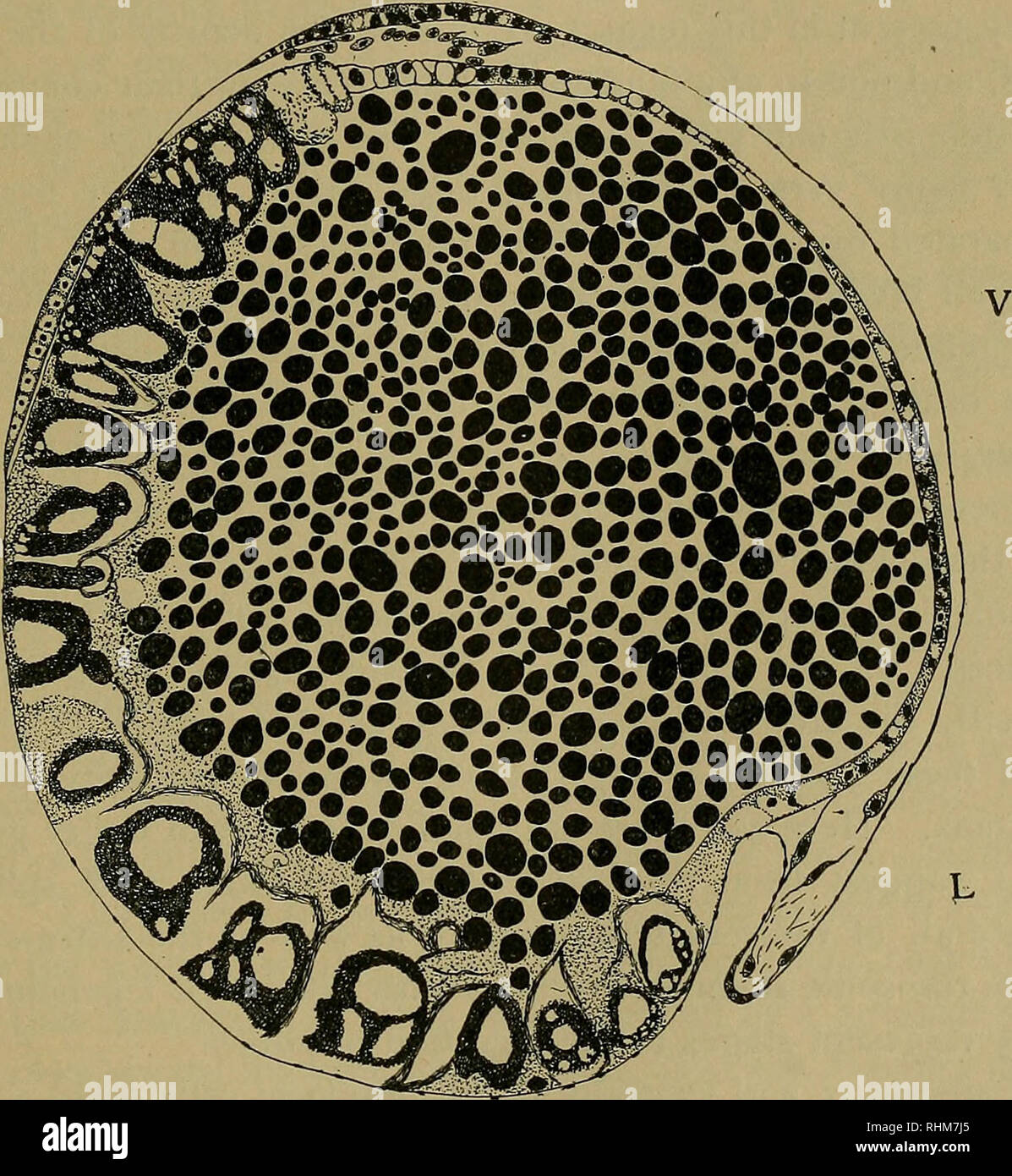 Reticulate body hi-res stock photography and images - Alamy