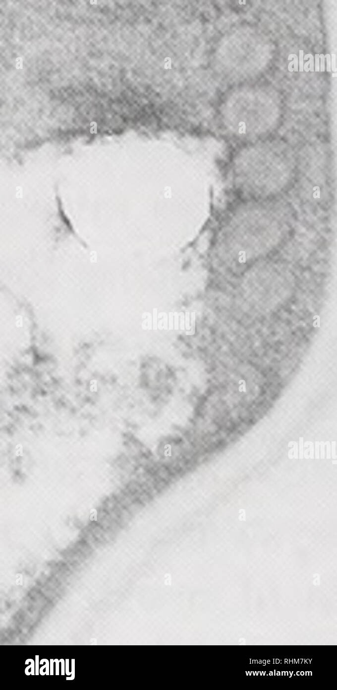 The Biological Bulletin Biology Zoology Biology Marine Biology B Figure Linuli Spraguea Lophii Ctitalase Activity A Electron Micrograph Of Alkaline Dab Reaction Confined To The Posterior Ucnole Arnws V Iou Reaction Product