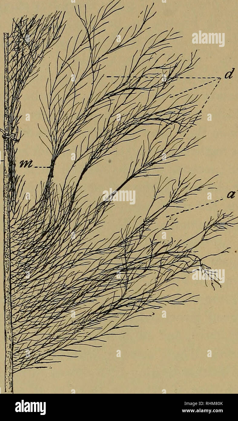 . The Biological bulletin. Biology; Zoology; Marine biology. 168 OSCAR ...