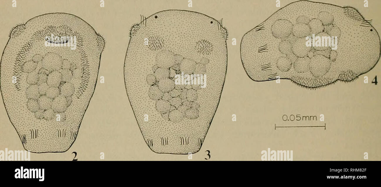 . The Biological bulletin. Biology; Zoology; Marine biology. Figures 1-4. Polxdora giardi egg capsule (Fig 1) ; asetigerous larva, ventral view (Fig. 2) ; dorsal view (Fig. 3) ; lateral view (Fig. 4). The coelom of epitokal segments of sexually mature males was filled with mature sperm. Sperm had the following average measurements (N = 25) : total length, 42.7 /im; acrosome, 1.85 pia; nucleus, 5.7 /tin; middlepiece, l.S /nn and tail, 33.3 /xm. Sperm were of the aberrant type (Franzen, 1956). Sperm transfer was not observed and the method of fertilization is unknown. Egg capsules were found fro Stock Photo