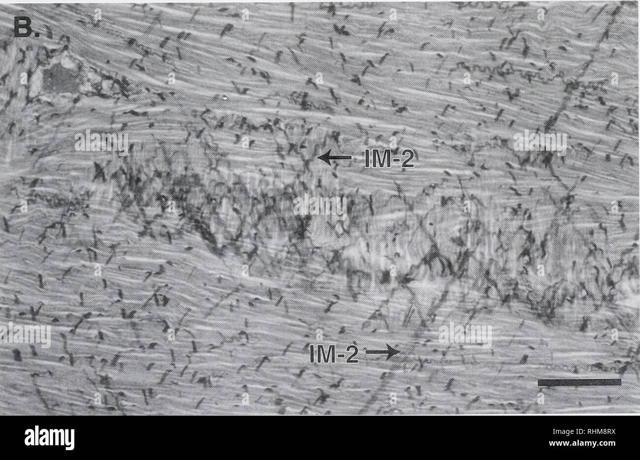 . The Biological bulletin. Biology; Zoology; Biology; Marine Biology