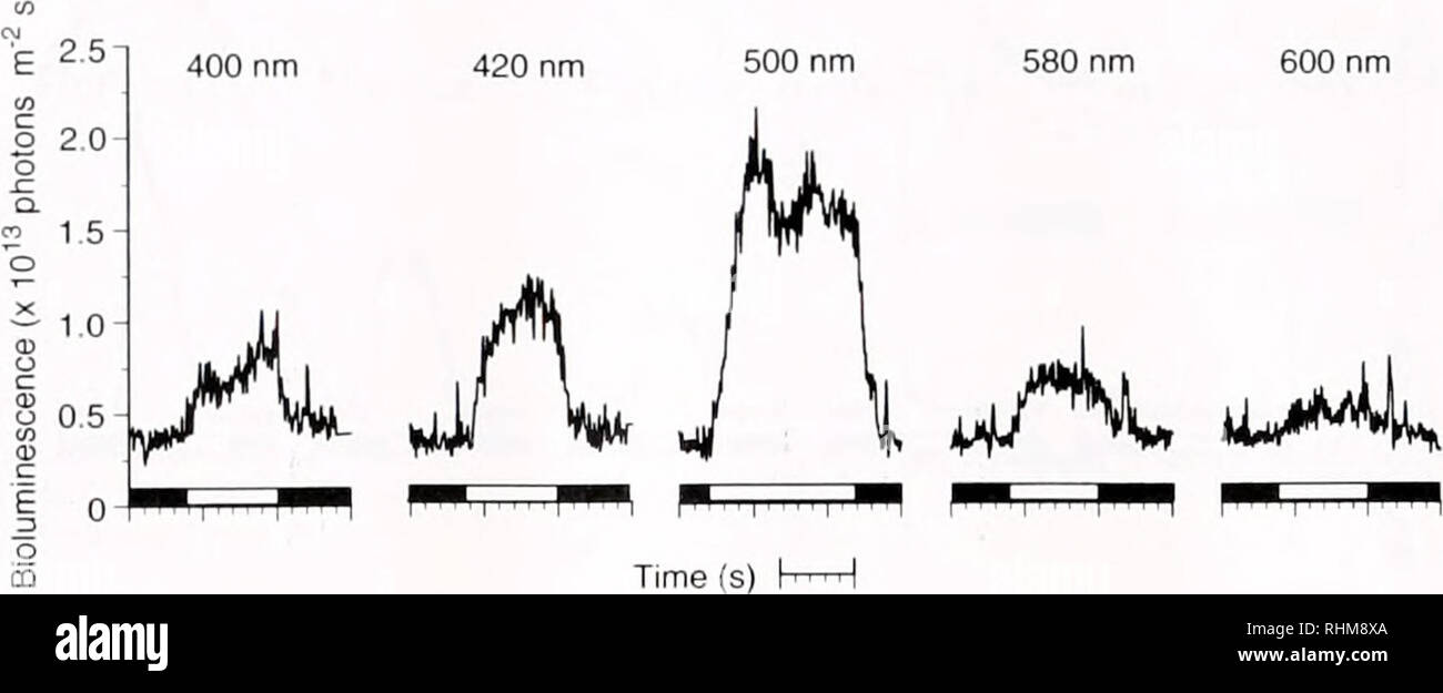 . The Biological bulletin. Biology; Zoology; Biology; Marine Biology