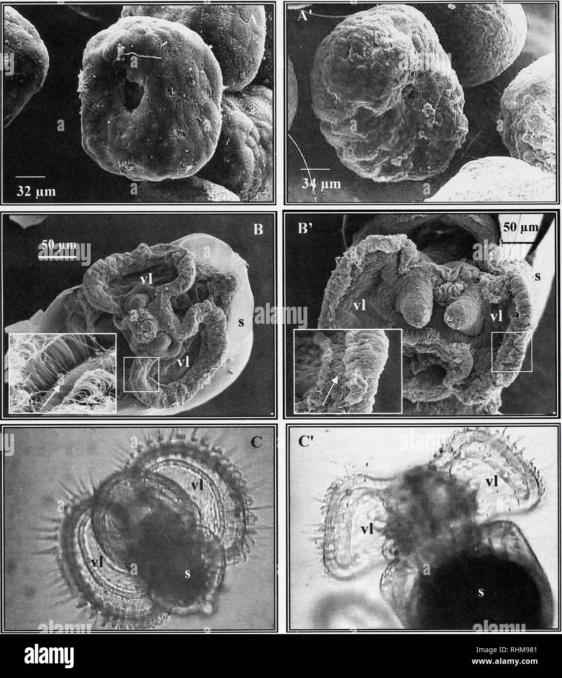 . The Biological bulletin. Biology; Zoology; Biology; Marine Biology. EMBRYONIC VELUM IN