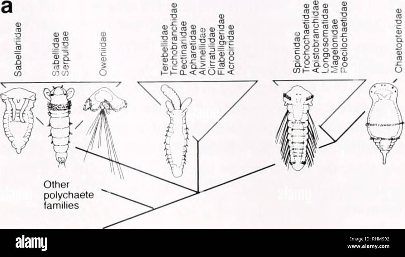 The Biological bulletin. Biology; Zoology; Biology; Marine Biology 