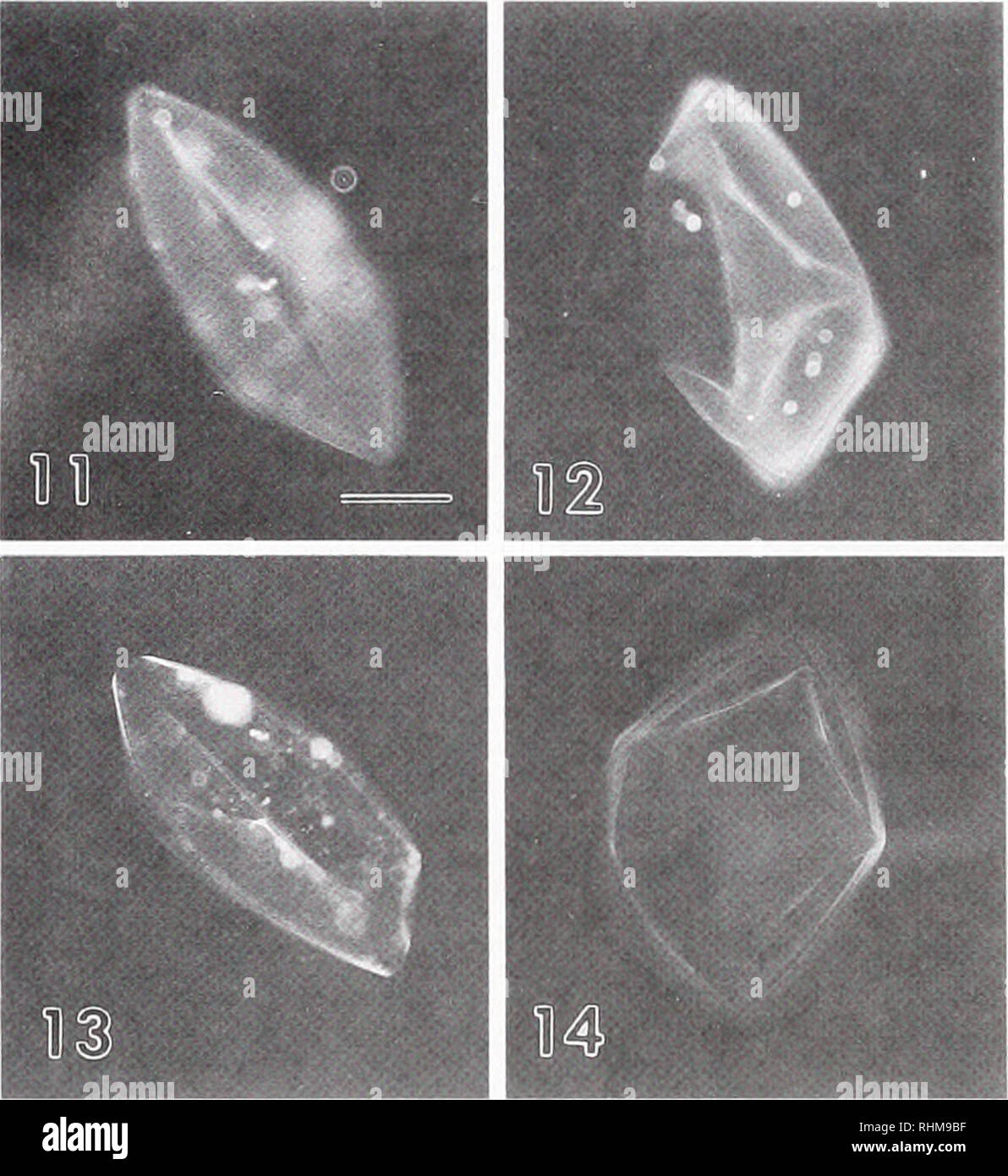 . The Biological bulletin. Biology; Zoology; Biology; Marine Biology. 382 P. S. GLAS ET AL. lates showed no fluorescence (not shown). LCA and ConA strongly labeled the isolated HEs (Figs. 11 and 12). WGA (Fig. 13) and BS-II (Fig. 14) showed much weaker staining, and BS-II showed only a slight reaction with the isolated envelopes. Discussion The focus of this study is on the formation and eleva- tion of the shrimp HE after exposure of the eggs to chitin hydrolytic enzymes or chitin synthesis inhibitors. How- ever, the potential role of the cortex in the synthesis of any chitin-type carbohydrate Stock Photo