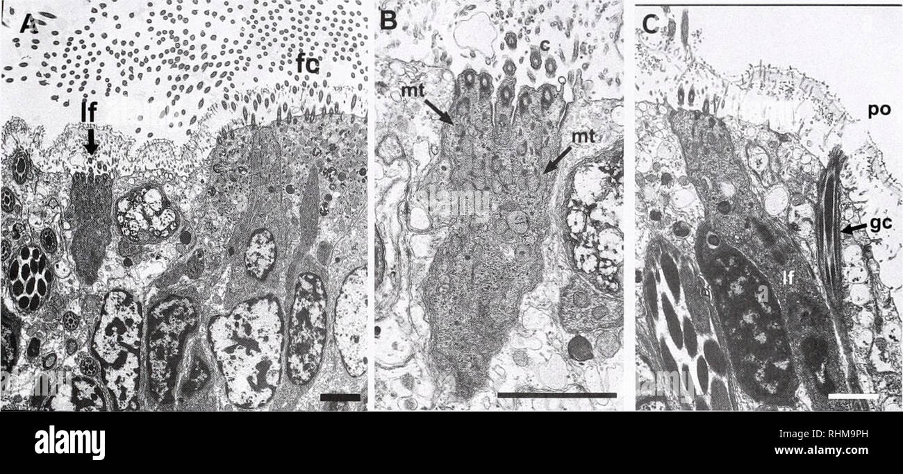 . The Biological bulletin. Biology; Zoology; Biology; Marine Biology. SPIONID PERIPHERAL SENSORY CELLS 71. Figure 4. Ultrastructure of Dipolydora quadrilobata palp laterofrontal cells. (A) Semi-oblique section through palp food groove showing dense field of frontal cilia (fc) and adjacent laterofrontal cell (If); scale = 2 /jm. (B) Same laterofrontal cell showing numerous cilia (c) and many apical mitochondria (mt); scale = 2 fj,m; the basal portion of the cell projects out of the plane of section. (C) Another semi-oblique section of the palp reveals the laterofrontal cell and adjacent glandul Stock Photo