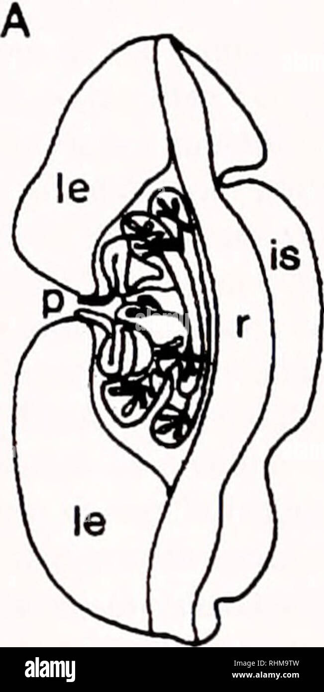 Ink sac hires stock photography and images Alamy