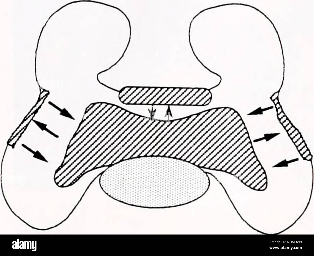 Ink sac hires stock photography and images Alamy