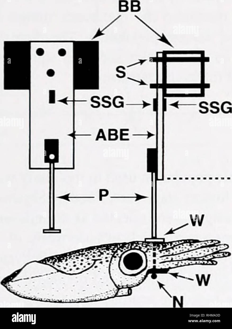 . The Biological bulletin. Biology; Zoology; Biology; Marine Biology. B. Figure 1. The tethering