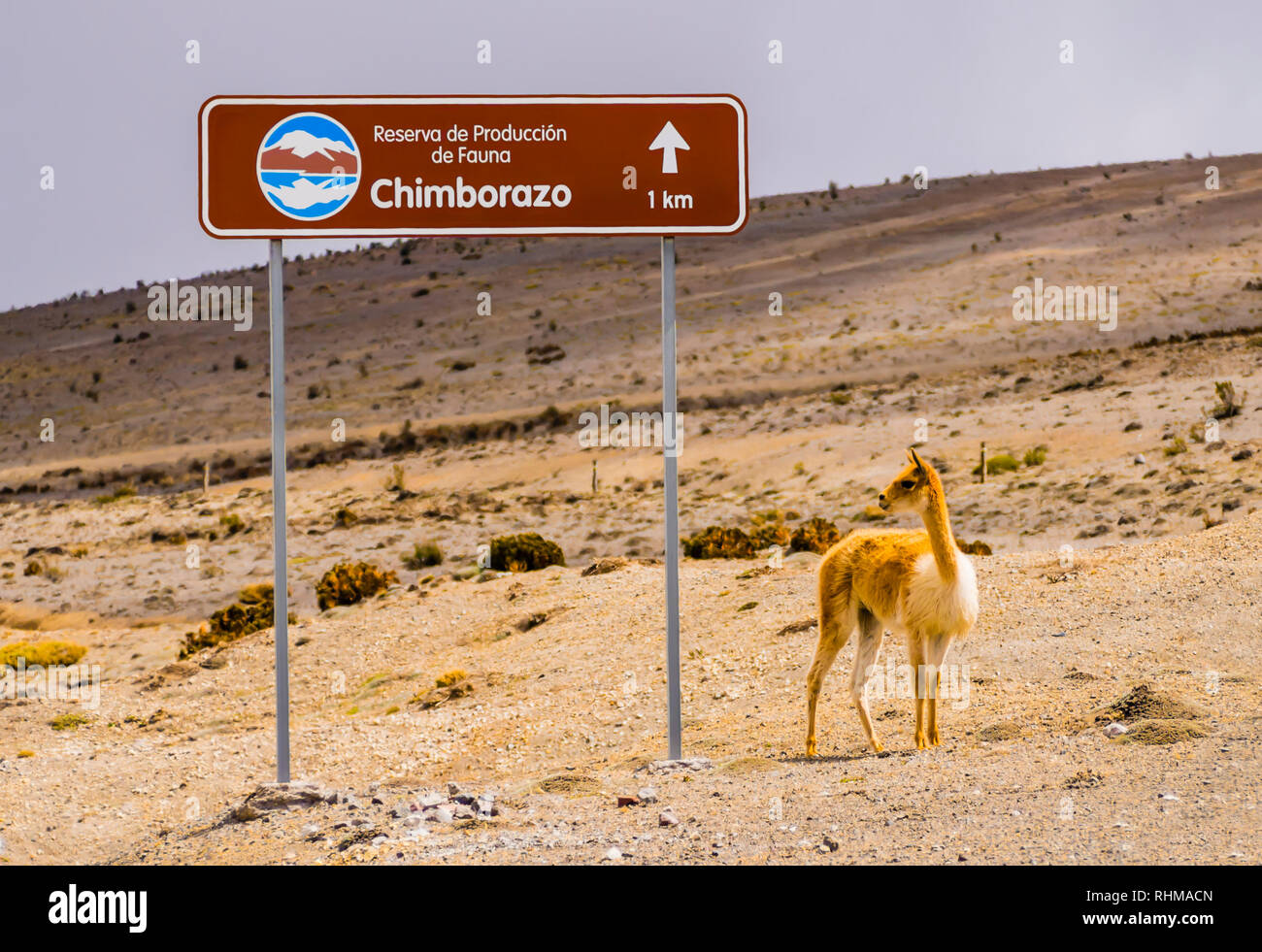 Wild vicuna at the foothills of Chimborazo National park, Ecuador Stock ...
