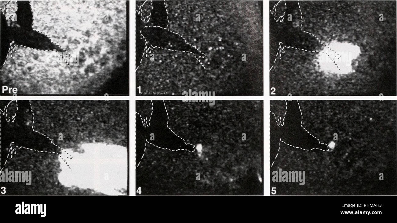 Copepod Bioluminescence Hi Res Stock Photography And Images Alamy Copepod Bioluminescence Hi Res Stock Photography And Images Alamy