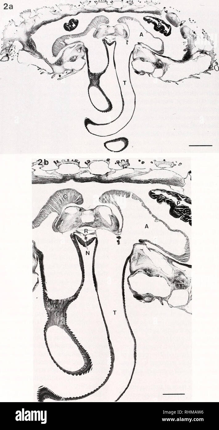 . The Biological bulletin. Biology; Zoology; Biology; Marine Biology