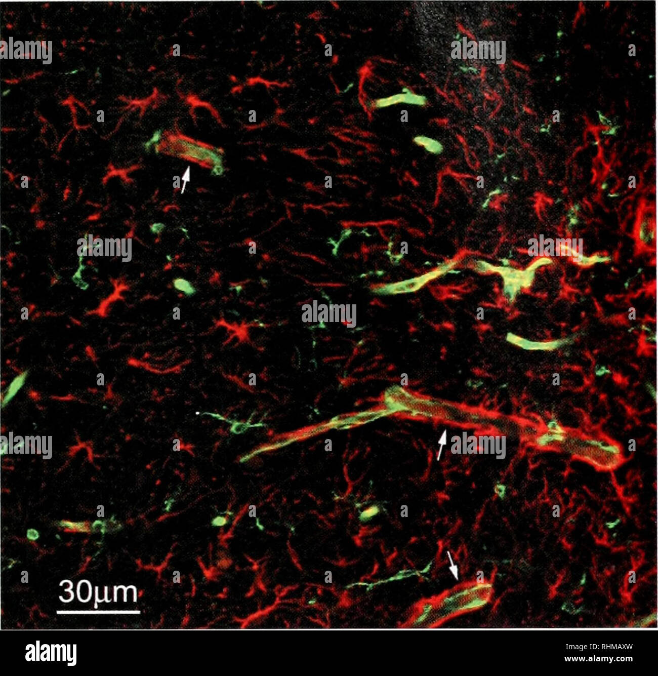 Confocal microscopy hi-res stock photography and images - Alamy