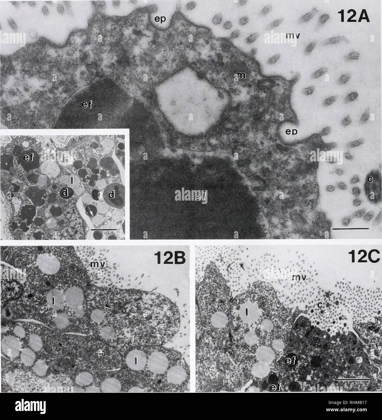 . The Biological bulletin. Biology; Zoology; Biology; Marine Biology. 238 A. L. MORAN 12A mv. Figure 12. Transmission electron micrographs of sections from the velum and foot of Littorina sitkana larvae exposed to ferritin for 12 h. (A) High-magnification view of cell surface of a prototrochal cell of the velum, showing a prototrochal ciliuni, surface microvilli, a mitochondrion, and an endosome containing electron-dense material (ferritin). Two endocytotic profiles are evident at the cell surface membrane. Inset; lower magnification view of the same area of the larva. Magnified area shown in  Stock Photo