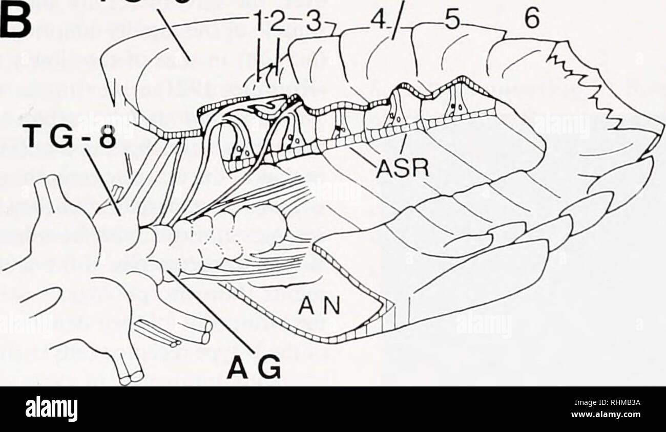 Stretch receptor hires stock photography and images Alamy