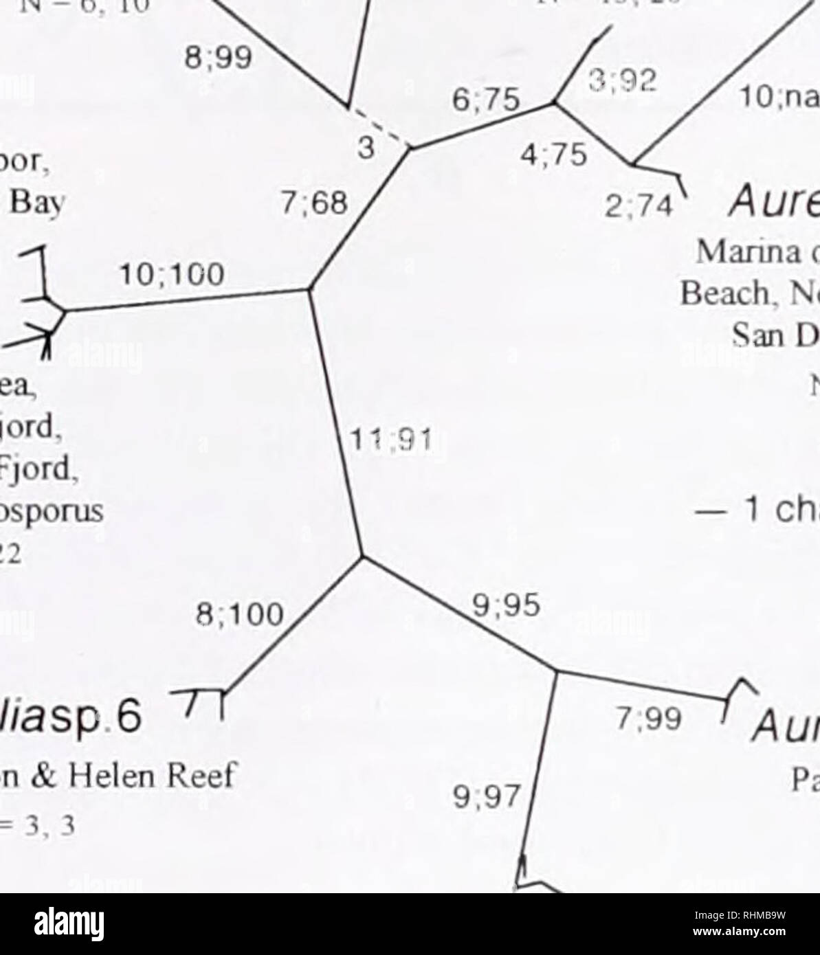 . The Biological bulletin. Biology; Zoology; Biology; Marine Biology. 94 M. N. DAWSON AND D. K. JACOBS Aureliasp 2 Cananeia t N = 4, 8 B Aureliasp.'} Manna del Rev. Long Beach. Newport Beach. San Diego. Japan N= 14 Aureliasp 5 Mljet N = 6. 10 8:99 Aurella labiata Kachemak Bay. Sooke Basin. Todd Inlel. Newport Ba. Tomales Bay. Montere> Bay. N= 13. 20 Boston Harbor. Narragansetl Ba N = 8, 12 Aurella aurlta. Aurelia limbata Kachemak Ba N= 1.1 White Sea, Gullmar Fjord. Bjomsund Fjord. Black Sea Bosporus N= 15. 22 Aureliasp 6 PaJau Lagoon &amp; Helen Reef N- 3,3 2.74" Aureliasp.'} Manna  Stock Photo