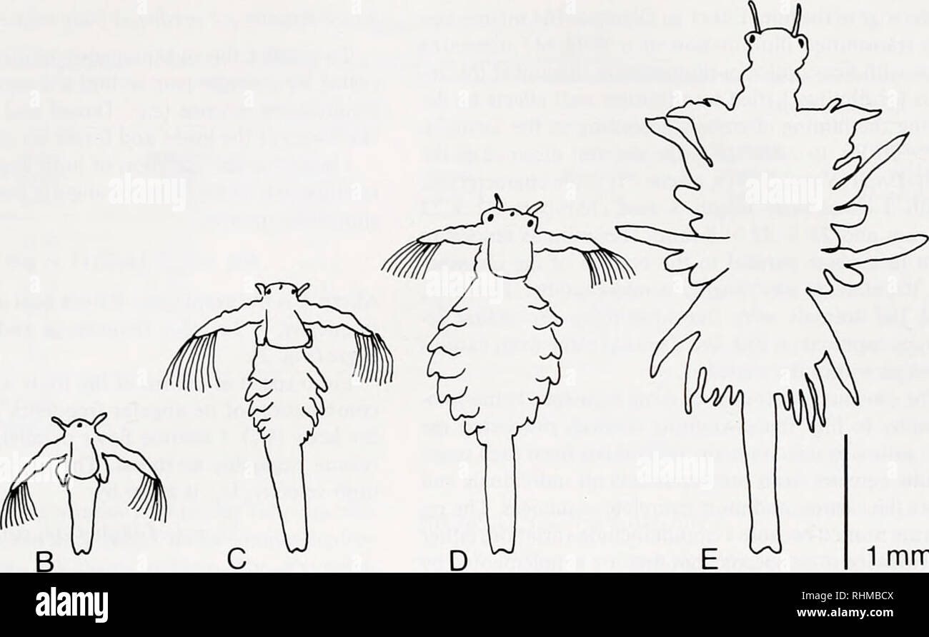 . The Biological bulletin. Biology; Zoology; Biology; Marine Biology. A