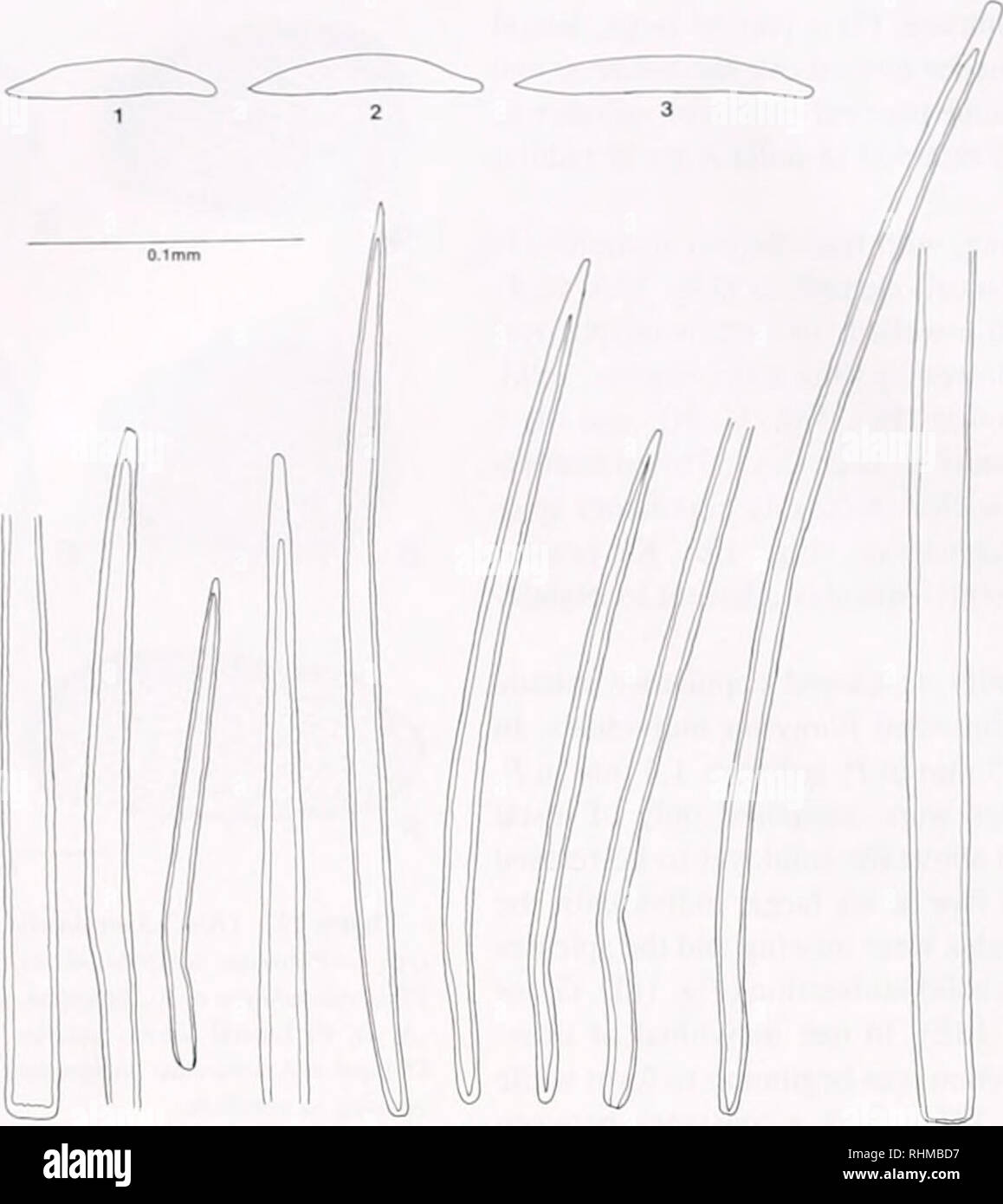 . The Biological bulletin. Biology; Zoology; Biology; Marine Biology. 140 A. H. SCHELTEMA AND C. SCHANDER. 4567 8 9 10 11 12 13 14 Figure 16. Upidermal spicules ol I'hiwcmu species. I, 4-7. Siinrnthii-llii schizoradulata .Salvini-Plawen (=PlriiJultit&lt;n: spicules 4-6. lectotype; 1, 7. paralectotype. Pluwcnia phticni n. sp.: spicules 2. 8-11, paralype 1. P. un;li&lt;if. MNHNP (alcohol specimen, spicule slide): Length 2.4 mm, greatest height anil width 1.7 and 1.9 mm, respectively. West European Basin. 57 59.7'N. I()°39.8'W, 2091 m (INCAL |( I YIOHI. DS-OI. LS.vii. 1976). Illustratedparatypes Stock Photo