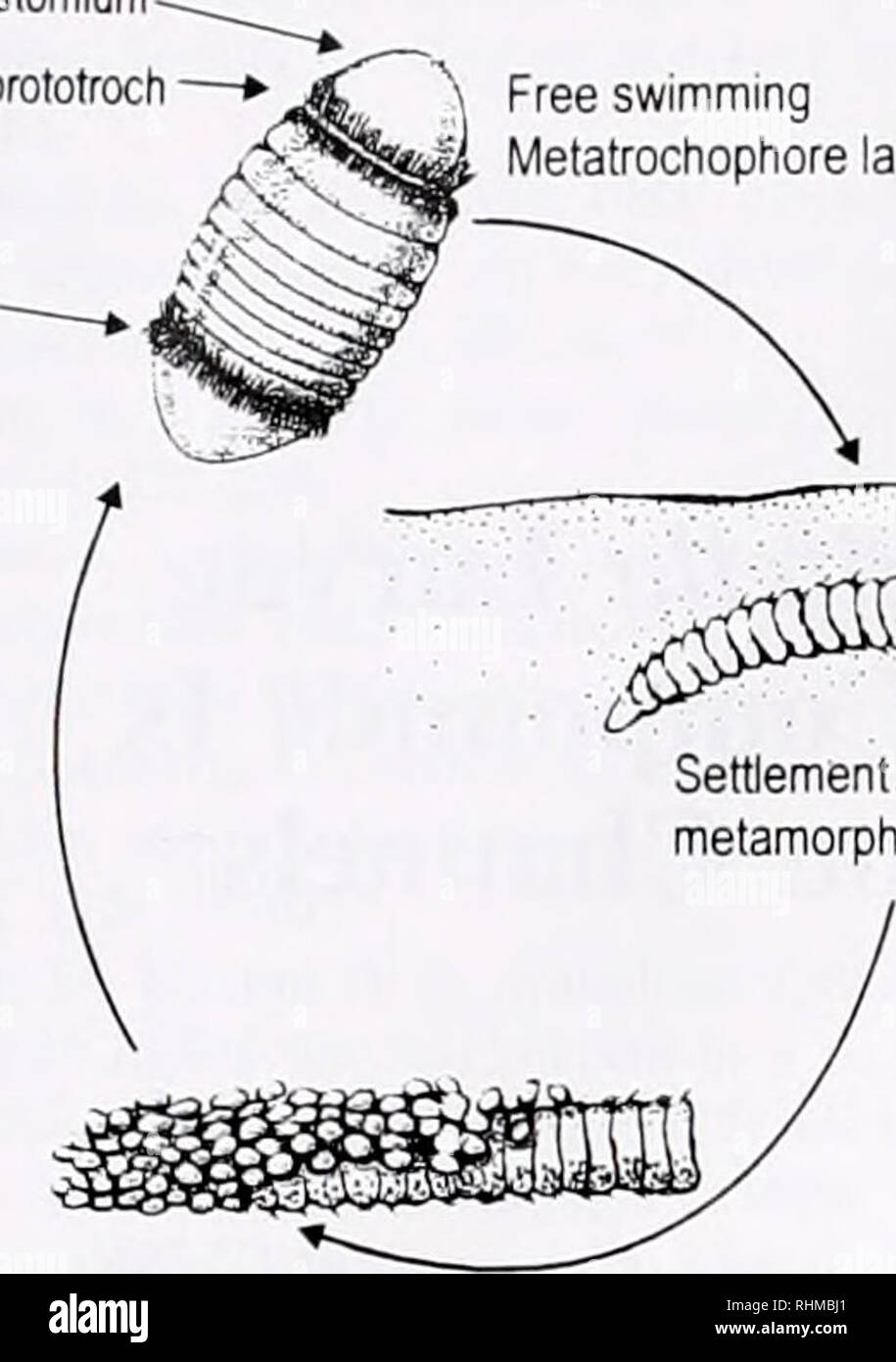 Segmented Annelid High Resolution Stock Photography and Images - Alamy