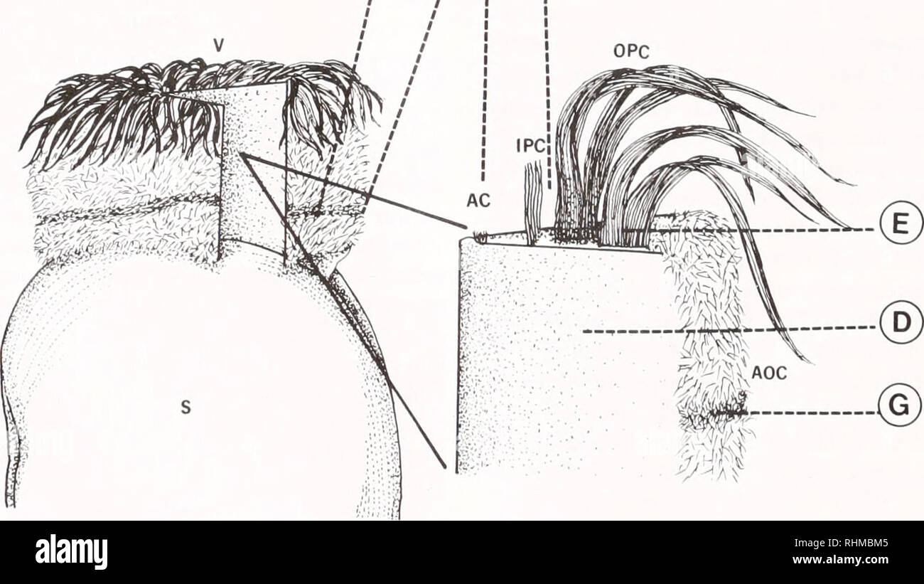 . The Biological bulletin. Biology; Zoology; Biology; Marine Biology
