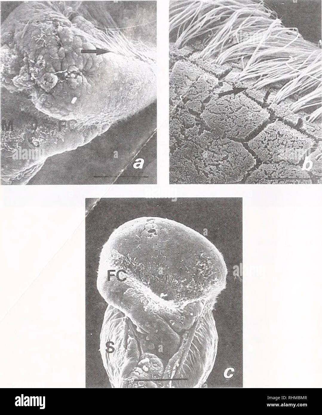 . The Biological bulletin. Biology; Zoology; Biology; Marine Biology