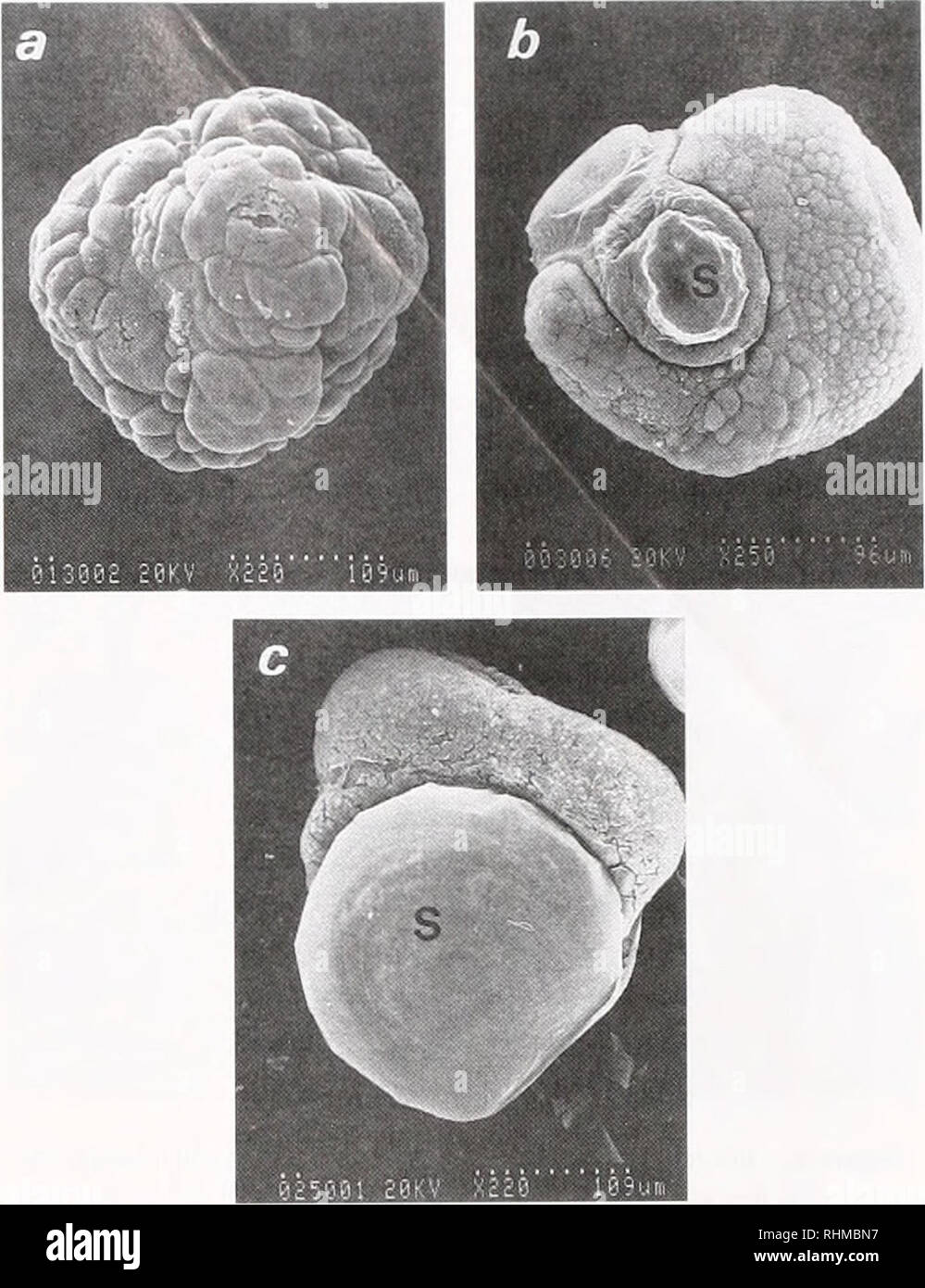 . The Biological bulletin. Biology; Zoology; Biology; Marine Biology