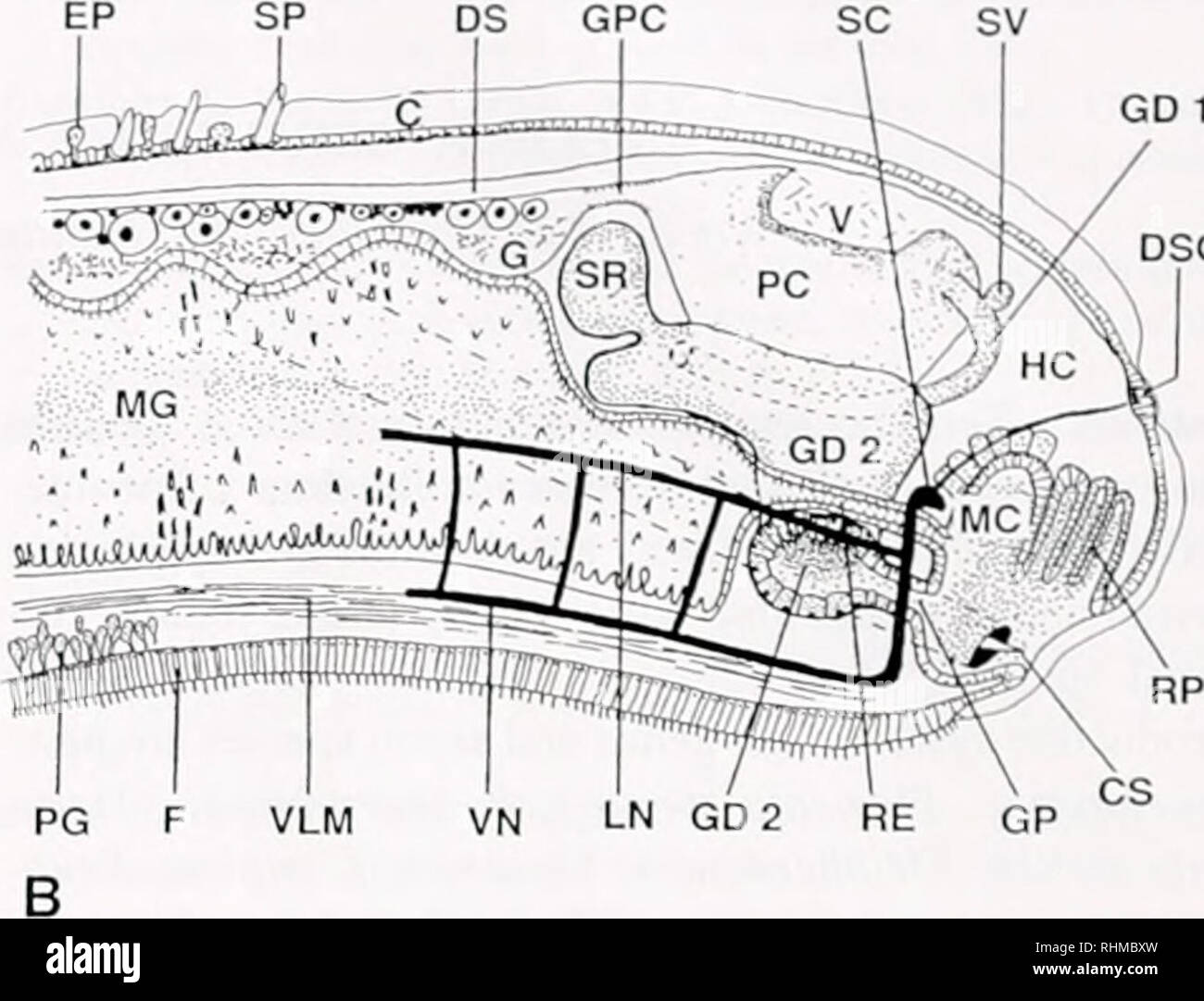 The Biological bulletin. Biology; Zoology; Biology; Marine Biology. TTT P  OC CPM VSG AVP MB EP GD 1 DSO. Figure 1. Analomv of gcnerali/ed  Neomeniomurpha. (A) Anterior. (B) Posterior. AVP anlcnncntr.il