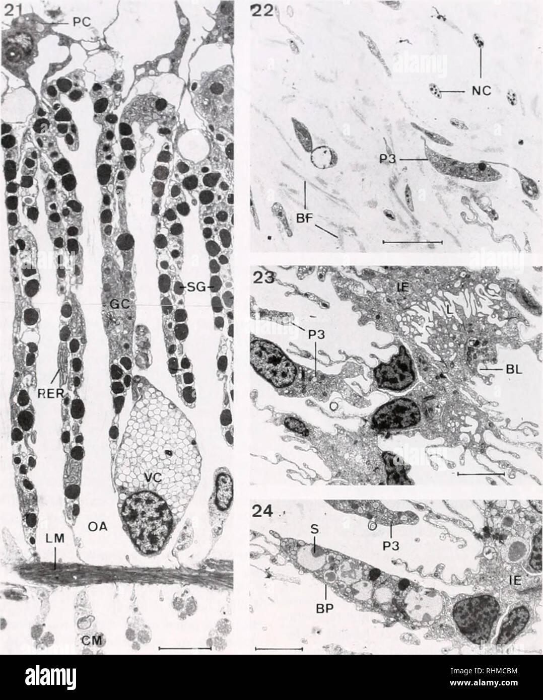 . The Biological bulletin. Biology; Zoology; Biology; Marine Biology. 44 D. VANDENSPIEGEL £T AL . !* CM Kiuurt's 21-24. llnlntlmriu forskali. UltrastructUTC ol'stage S icgcnciating Cuvierian tubules. HI-', bundle of collagen; BL. basal lamina: BP. epithelial cell basal process; CM. circular myocyte; IE. internal epithelium: Of, granular cell: L. lumen: LM. longitudinal myocyle: NC. neurosecretory-like cell; OA. outer area of the connective tissue layer; P3. type 3 pseudopodial cell: PC', periloneocyle; RF.R. rough endoplasmic reticulum; S, rule; SO, secretory granule: VC. vacuolar cell. Figur Stock Photo