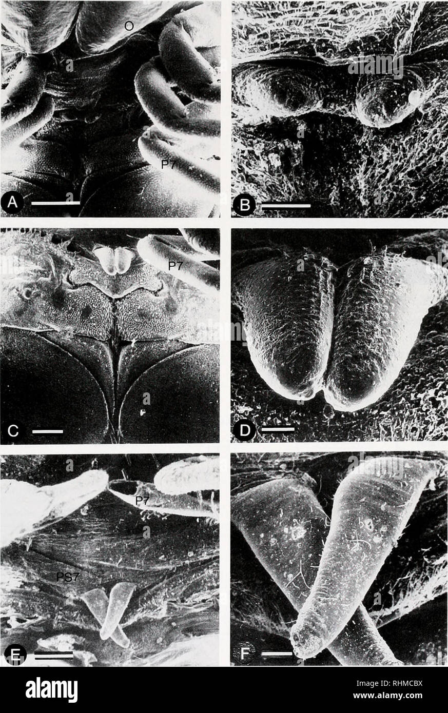. The Biological bulletin. Biology; Zoology; Biology; Marine Biology. PROTOGYNY IN GNORIMOSPHAEROMA OREGONENSE 105. Figure 3. Scanning electron micrographs illustrating the development of penes on mature female (A, B), immature male (C. D), and mature male (E. F) Gnorimosphaeroma oregonense. For each reproductive stage, a low-magnification (A, C. E; scale bar = 0.30 mm) and high-magnification view (B, D, F; scale bar = 0.06 mm) of the paired penes are shown. Large oostegites and developing penes are shown in the mature female (A). O, oostegite arising from the 4th pereopod; P7. 7th pereopod: P Stock Photo