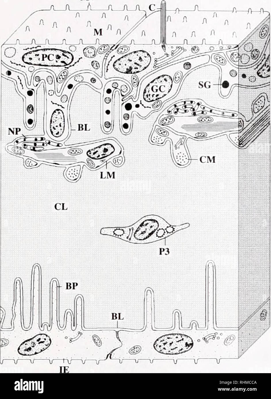 . The Biological bulletin. Biology; Zoology; Biology; Marine Biology. HOLOTHUROID CUVIERIAN TUBULE REGENERATION 43 MV. Figure 2(1. Holothuriu frrxkuli. Reconstruction of a longitudinal sec- tion through the wall of a stage 4 regenerating Cuvierkm tubule (not to scale). BL. basal lamina; BP. epithelial cell basal process; C, cilium: CL. connective tissue layer; CM. circular myocyte; IE. internal epithelium; GC. granular cell; LM, longitudinal myocyte; M. mesothelium; MV. microvil- lus; NP, nerve plexus; P3. type 3 pseudopodial cell; PC. peritoneocyte: SG, secretory granule. mesothelium. prolife Stock Photo
