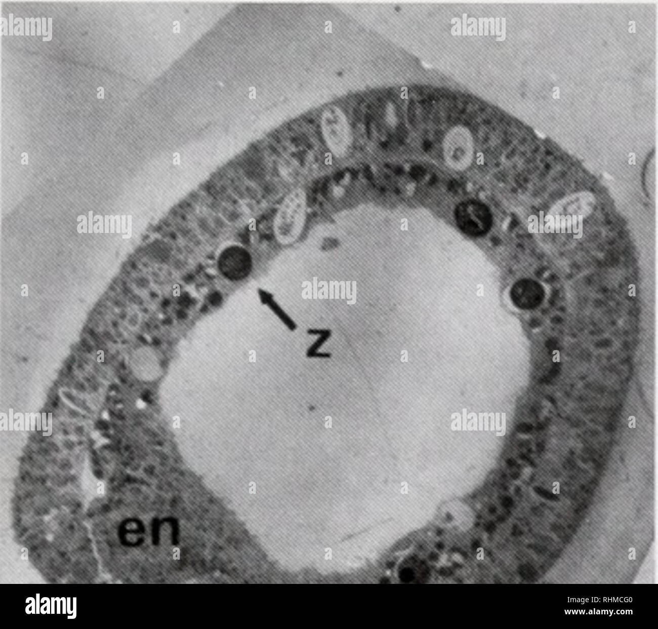 Oral transmission hires stock photography and images Alamy