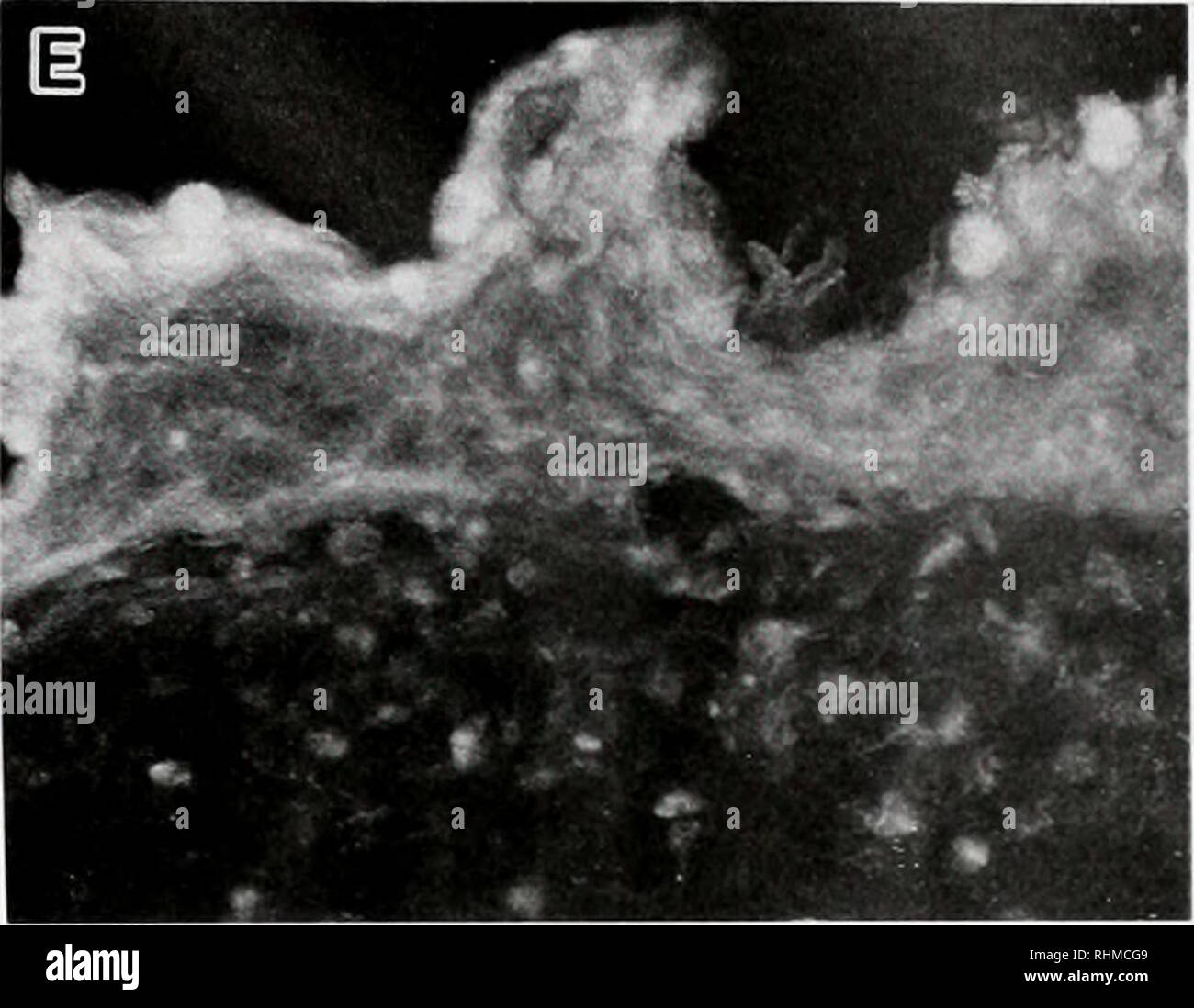 Elongated tunic hires stock photography and images Alamy