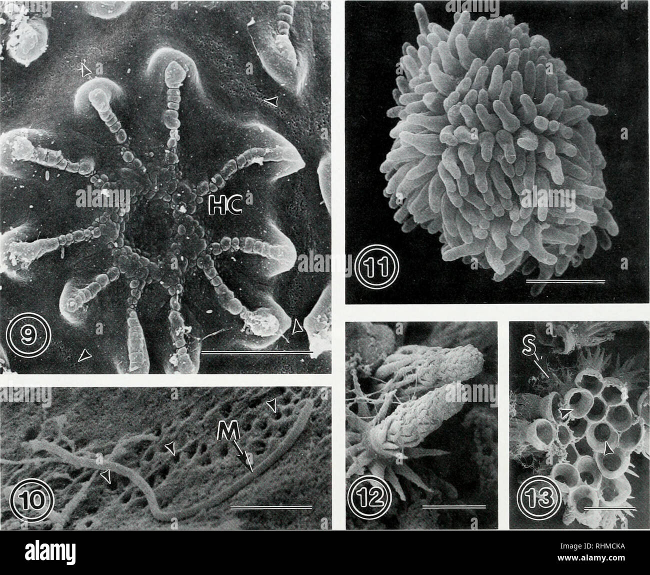 . The Biological bulletin. Biology; Zoology; Biology; Marine Biology. 274 J. BUCKLAND-NICKS. Figure 9. S.E.M. of closed hull cupule (HC) of Lepidochitona fcrnaldi egg. showing reduction typical of brooders. Regular series of micropores is visible in intercupule area (arrowheads). Scale bar = 20 ^m. Figure 10. S.E.M. ofL.fernuldi egg showing elongate microvillus (arrow), extending from one of a series of micropores in the intercupule region (arrowheads). Scale bar = 2 ^m. Figure 11. S.E.M. of Chaetopleiira apiculaia egg showing spinous hull. Scale bar = 100 i*m. Figure 12. S.E.M. of spine of ma Stock Photo