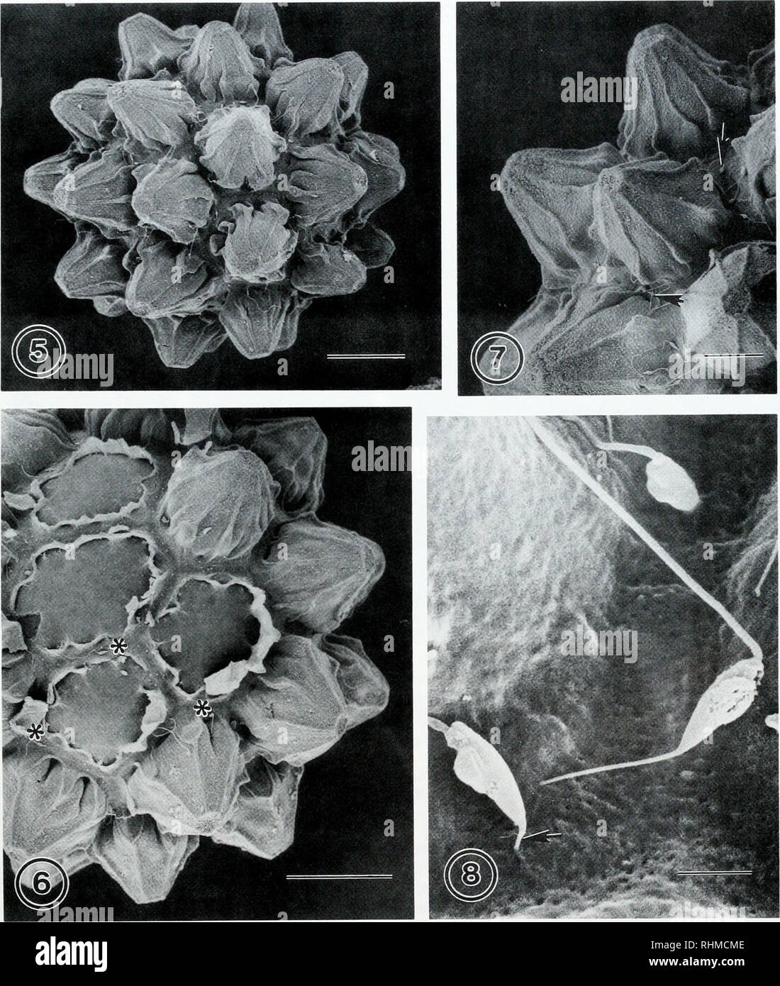 . The Biological bulletin. Biology; Zoology; Biology; Marine Biology. HULL CUPULES OF CHITON EGGS 273. Figures 5-8: Scanning electron micrographs of fertilized eggs of Lepidochitona dentiens. Figure 5. Fertilized egg of L. dentiens demonstrating closed cupules. Scale bar = 40 ^m. Figure 6. Fertilized egg of L. dentiens with some cupules removed. No sperm are found inside cupules. Note sperm penetrating hull between cupules (asterisks). Scale bar = 40 ^m. Figure 7. Fertilized egg of L. dentiens showing sperm in intercupule area (arrows). Scale bar = 20 ^m. Figure 8. Sperm penetration of L denli Stock Photo