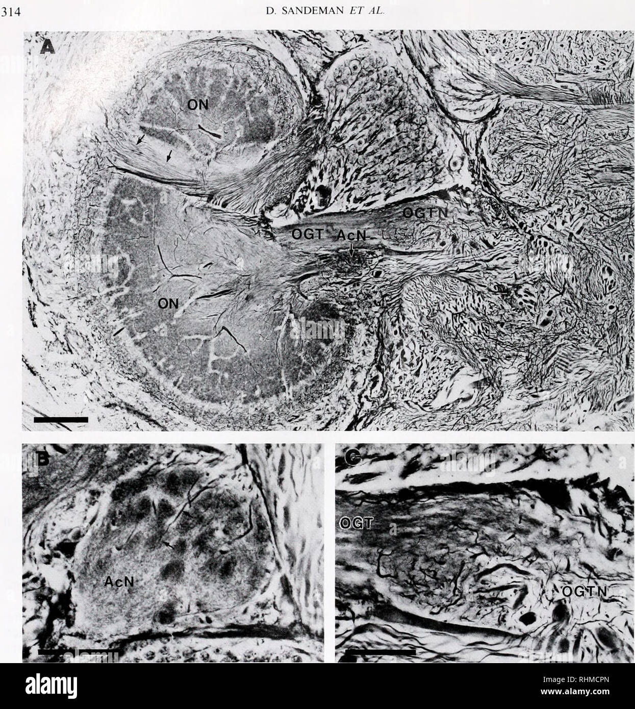 The Biological Bulletin Biology Zoology Biology Marine Biology V Quot Vc V Quot W H Quot R Vy Gt S R 5ii N X Mtvrfa 2cv R F Jrj Amp F N