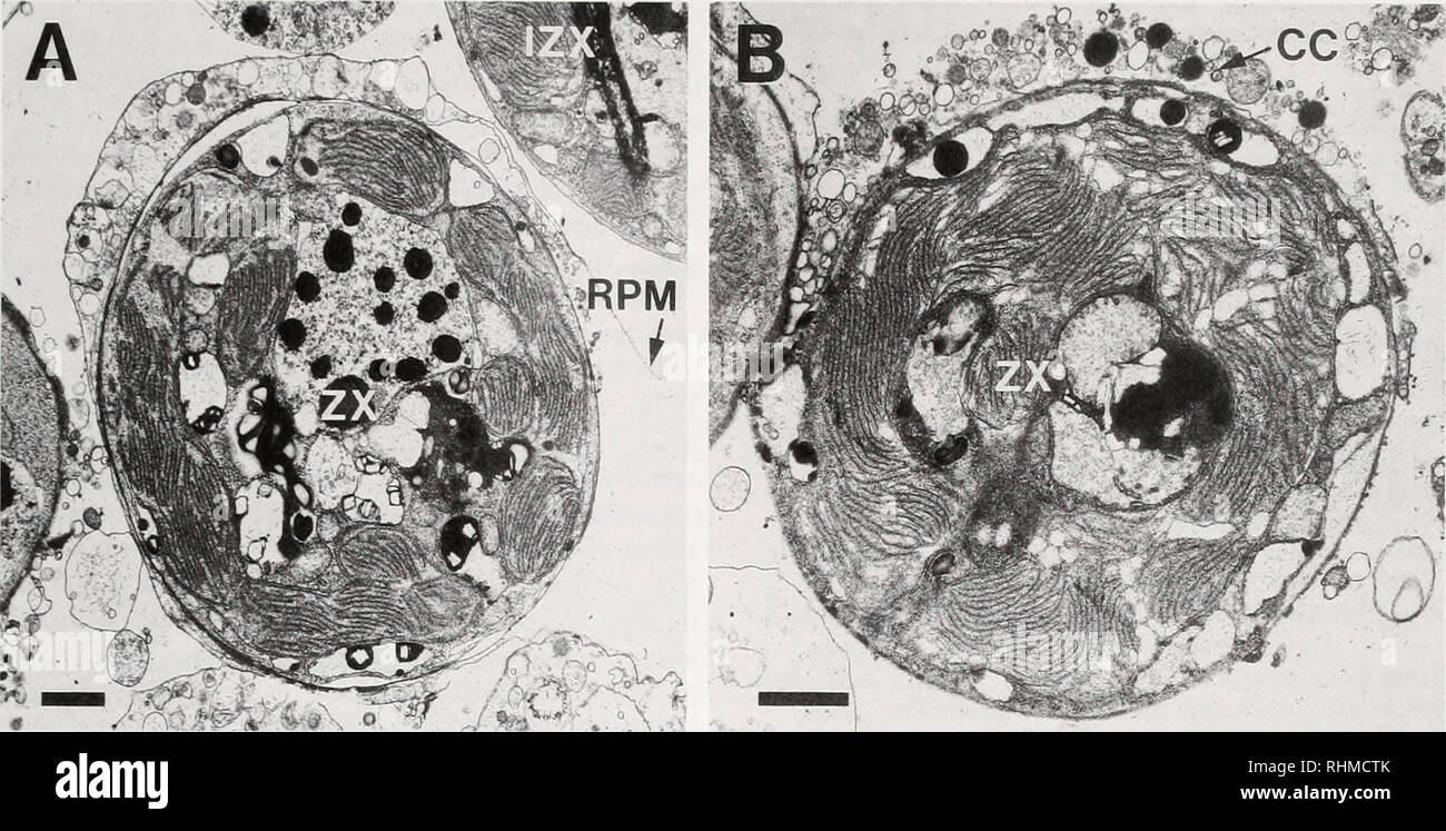 ズー様 The Biological bulletin. Biology; Zoology; Biology; Marine Biology