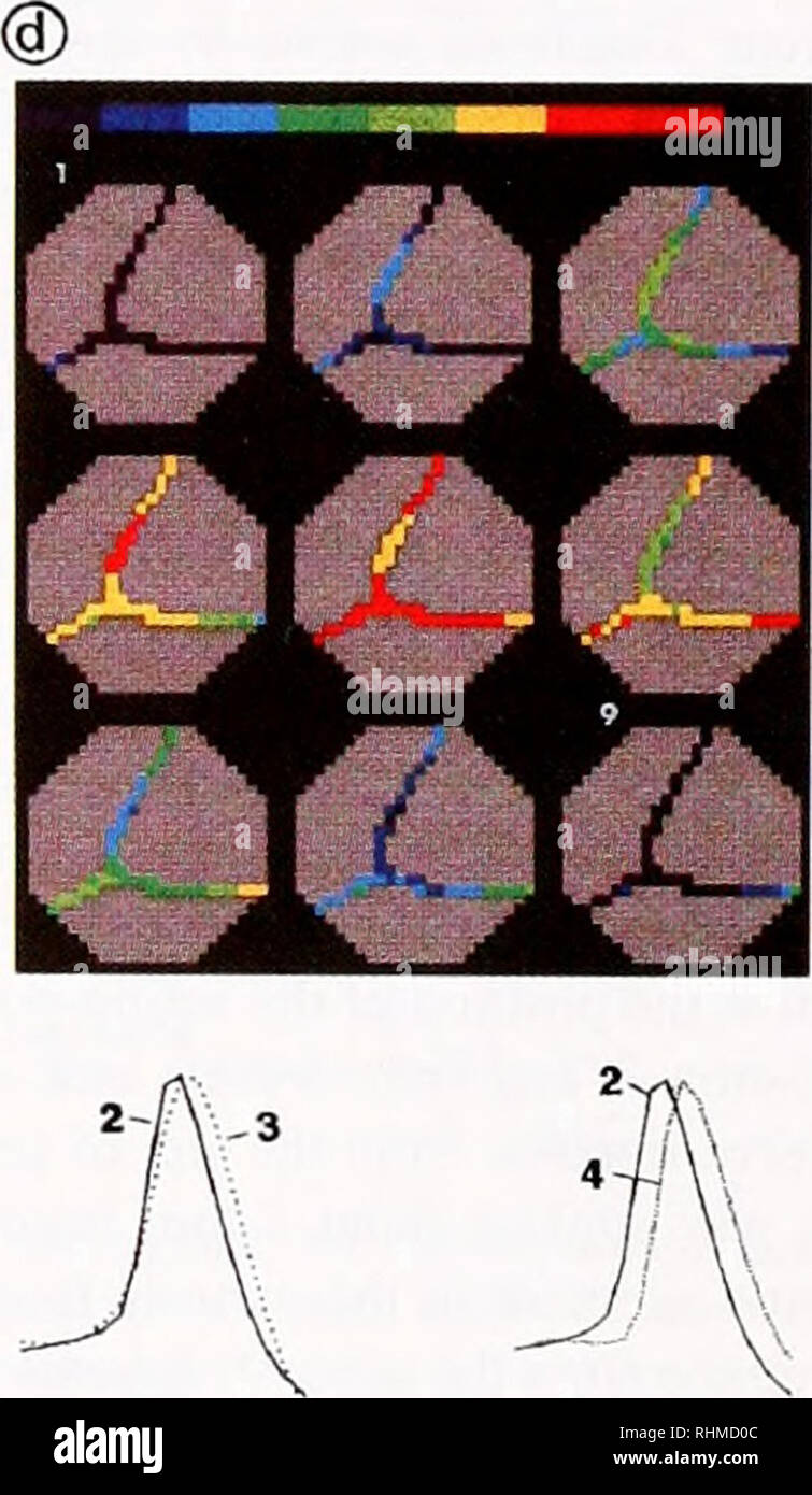 The Biological bulletin. Biology; Zoology; Biology; Marine Biology. 15ms  Figure 2. (A) Giant metacerebral neuron from the left cerebral ganglion 12  h after injection with the fluorescent voltage-sensitive dye JPW1114. The