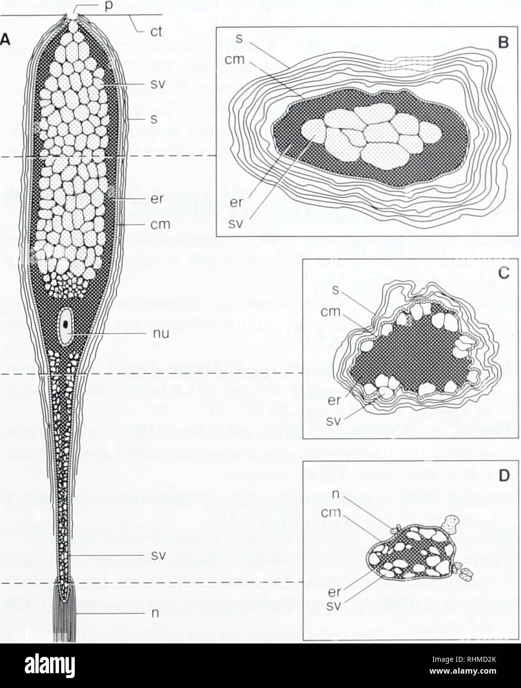 Secretory Vesicle High Resolution Stock Photography and ...