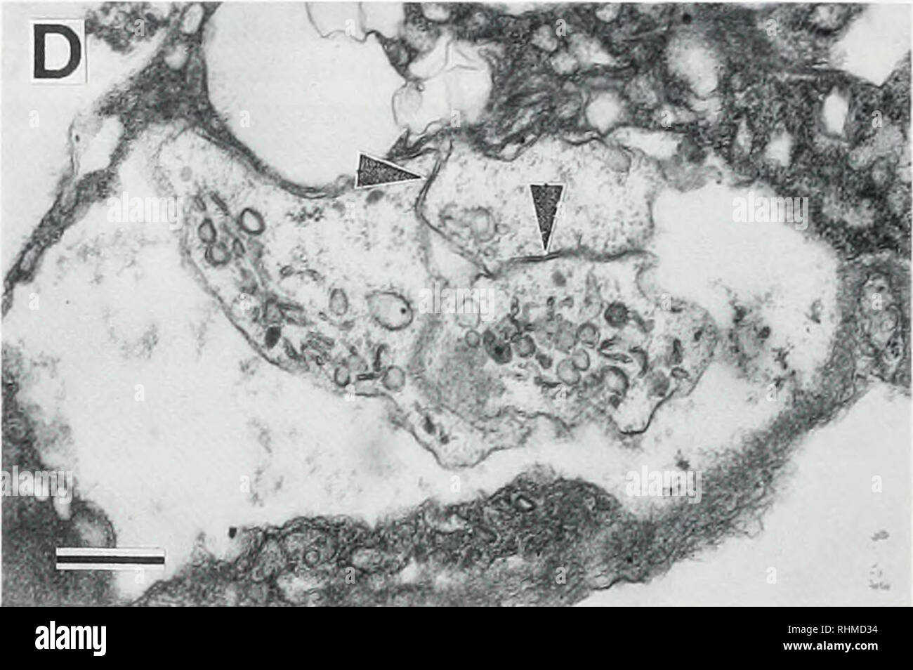. The Biological bulletin. Biology; Zoology; Biology; Marine Biology. Figure 4. TEM of luminous cells. (A) Transverse section of an abdominal luminous cell distal to the nucleus. Secretory vesicles (4 jjm), containing an amorphous material, are surrounded by endoplasmic reticulum. Scale = 2 ^m. (B) Transverse section of the peripheral components of the luminous cell. The luminous cell is surrounded by a sheath consisting of layers of thin cells. Note mitochondria within the endoplasmic reticulum. Scale = 1 pm. (C) Proximal stem near the proximal limit of the luminous cell, containing endoplasm Stock Photo