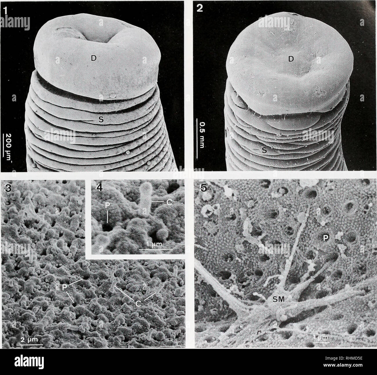 . The Biological bulletin. Biology; Zoology; Biology; Marine Biology. ADHESION IN SEA STARS 37. Figures 1-5. Outer aspect of the locomotory podia in Animus nihcn. and Marthasterias glacialis. C, cihum; D, disk; P, pore; S, stem; SM. secretory material. Figure 1. Podium (.). rulvus). Figure 2. Podium (.t glai'ialis). Figure 3. Disk surface (M. glacialis). Figure 4. Detailed view of cilia and pores (M. glucialis). Figure 5. Disk surface with secretory material (.1 rithenx). ens and a subapical septate desmosome. Both types of cells send basal processes that pass between myoepi- thelial cells b Stock Photo