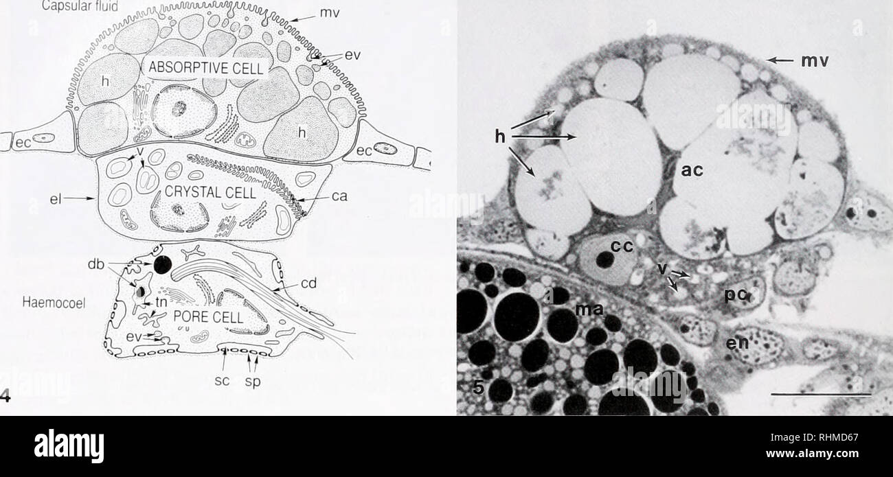 . The Biological bulletin. Biology; Zoology; Biology; Marine Biology. 308 B. R. RIVEST Capsular fluid mv. dbN! Haemocoel oS^-tn^ sc sp . Figure 4. Schematic drawing of a section through the three cells making up a larval kidney complex in a Searlfsia (lira veliger. Proportions are not relative. The crystals in the vacuoles of the crystal cell dissolve during fixation and were not seen in sections. Figure 5. One micrometer thick section of the larval kidney complex in S (lira The pore cell can only be positively identified in fixed material with TEM. Scale bar represents 25 jim; ac. absorptive  Stock Photo