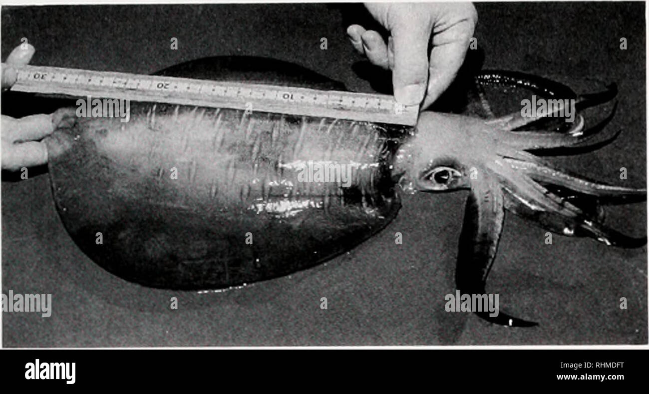 . The Biological bulletin. Biology; Zoology; Biology; Marine Biology. SQUID CULTURE AND BIOMEDICAL USES 329. Figure 1. Adult Sepioteuthis Icssoniana 280 mm ML and 2.21 kg BW after 194 days of culture. Note the extensive fin that is characteristic of the genus. LaRoe (1971) reared the smaller Caribbean species S. se- pioidea to 77 g in 146 d. The consistency of successful egg incubation and hatchling culture and the large size attained in the laboratory suggested that S. lessoniana might possess developmental, physiological, and behav- ioral characteristics suited to laboratory culture. We have Stock Photo