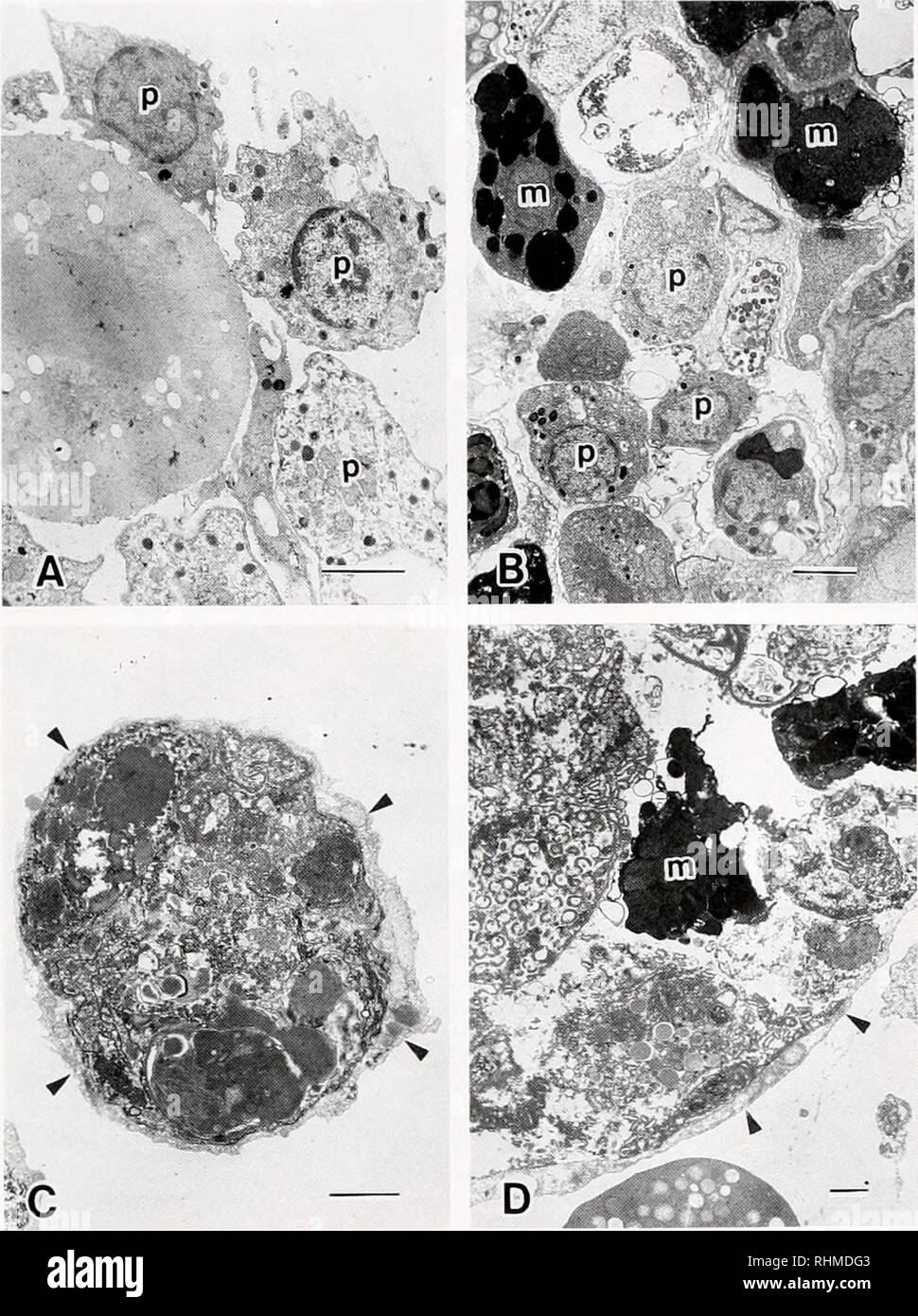 . The Biological bulletin. Biology; Zoology; Biology; Marine Biology. HEMOCYTE BEHAVIOR IN ASCIDIAN ALLOREJECTION 191. Figure 4. Hemocytes in allorejection reaction in Botiyllus scalaris. (A) Several phagocytes adhere to a hemocyte. (B) Aggregation. (C) Phagocytosis. Arrowheads indicate outer edges of a phagocyte that surrounded and engulfed a hemocyte cluster. (D) Encapsulation. Arrowheads indicate the periphery of a phagocyte that encapsulated a hemocyte cluster, m, encapsulated and disintegrated morula cell: p. phagocyte. Bars = 2 urn.. Please note that these images are extracted from scann Stock Photo