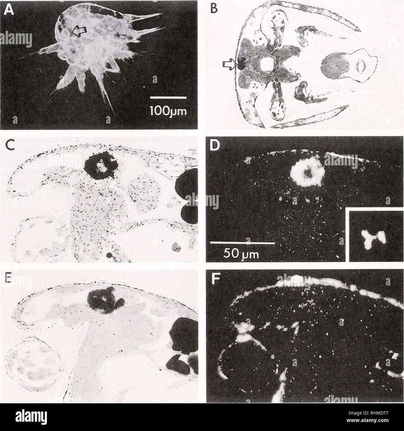. The Biological bulletin. Biology; Zoology; Biology; Marine Biology. 56 A. E. STUART ET AL. transporter. Nauplii incubated either in 2 mM histamine or in 20 juA/ chlorpromazine (which would presumably have increased extracellular histamine by blocking uptake) stopped swimming towards the light and eventually sank to the bottom of the tube. The current notion of histamine's action in the visual pathway suggests that the presence of histamine in the cleft would lead to more movement, not less (see Discussion); thus these observations cannot easily be explained and may involve histamine's action Stock Photo