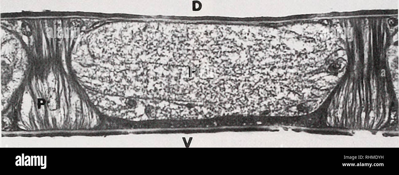 . The Biological bulletin. Biology; Zoology; Biology; Marine Biology. !. Figure 2. (A) Whole mount of a single lamella showing central (C) and peripheral (P) regions. X'4.5, scale bar = 2 mm. (B) Longitudinal section through the central region showing the thin dorsal (D) and thick ventral (V) epithelial layers. P = supporting pillar cell network. H = hemolymph space. X608. scale bar = 10 Aim. Table I Ciilicu/ar thickness and hemolymph-water dillusitm diljcrenccs in I he various .sections o/ horseshoe crab gills Cuticle Diffusion thickness distance Section (Mm) (urn) CV 3.7 ± .10(18) 9.1 ±.24(1 Stock Photo