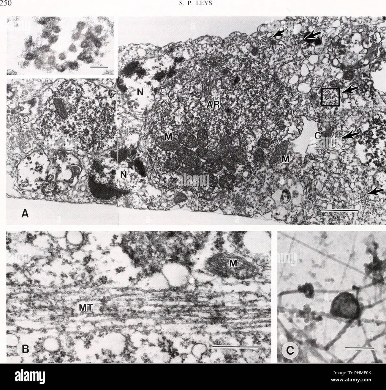 . The Biological bulletin. Biology; Zoology; Biology; Marine Biology. S. P. LEYS. Figure 7. Electron microscopy of adhered aggregates. (A) In cross section, cellular components (such as archaeocytes) lie within the multinudeated cytoplasm, which is surrounded above and below by a continuous membrane. Microtubule bundles lie at the surface of streams and throughout the tissue (arrows). Bar: 1 nm. Inset shows an enlargement of microtubules from within the box. Bar: 0.1 jim. Nuclei, N; archaeocyte, AR; Golgi, G; mitochondria, M. (B) Horizontal section through a stream showing a bundle of microtub Stock Photo