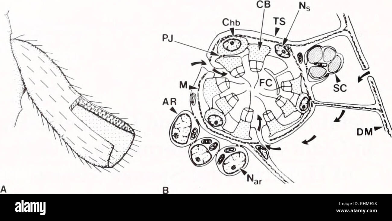 The Biological bulletin. Biology; Zoology; Biology; Marine Biology Pertaining To Sponges A Coloring Worksheet